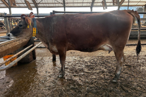 691447 921 Chihuahua 11